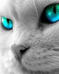 pic for Cat Eyes Blue